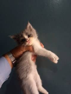 cats baby