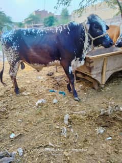 Qurbani ke liye 2 dant janwar Bachre