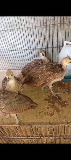 Peacock chicks for sale | moor chicks for sale | peacock for sale |