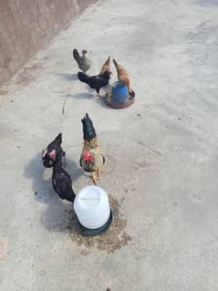 desi cross hens for sale