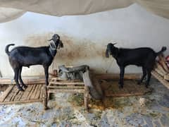 Qurbani