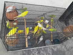 Budgie parots for sale All