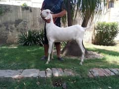 Pure white Bakray (2-Dant).