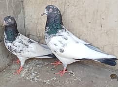 Teddy Pigeons