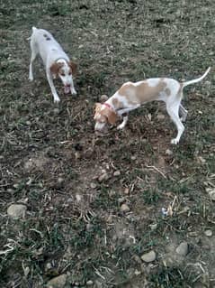 a pointer female healthy and active
