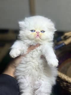 Cat | cat baby | Persian | Blue eyes | ωatsap ʘƷƷƷᴥ୨51୨ᴥʘƷ8 Kro