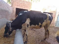 cow for sale for qurbani