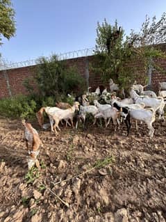 Bakra.  Rahan pori makhi cheena other
