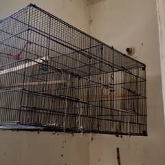 Budgie and Love birds and cages