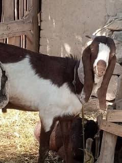 Bakra for sale