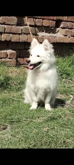 pista Russian dog