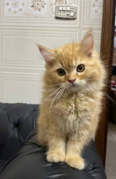 Persian Ginger cat