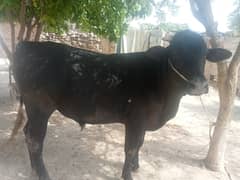 2 dant