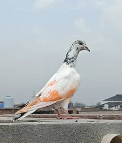 baby pigeon for sale location Faisalabad