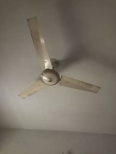 Younas Fan 56 Inch