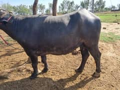 qurbani Kya Lea buffalo 03419333905