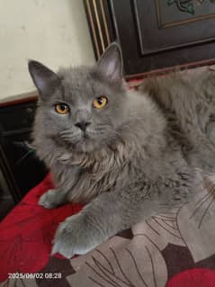 beautifull cat