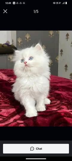 persian kittens triple coat pair for sale contact whatsap 03227349825