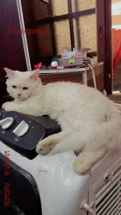 Persian cat