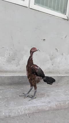 aseel thai phatta