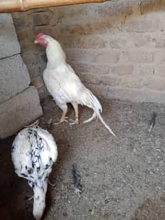 Heera