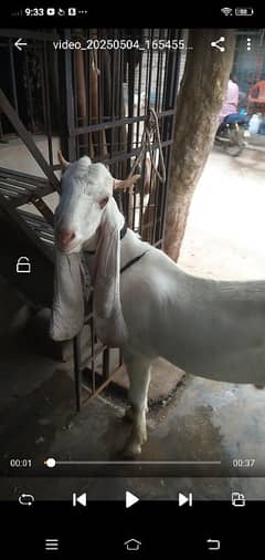 gulabi bakra