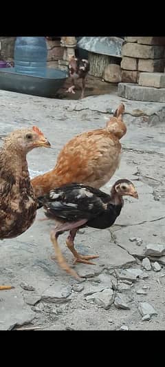 Aseel with Desi Hens