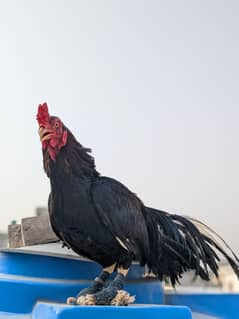 Aseel murga and aseel Mushki with 6 chicks in Excellent quality