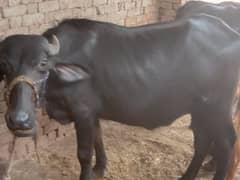 2Buffalo 1 goat for sale