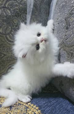 Cat | cat baby | Persian | Blue eyes | ωatsap ʘƷƷƷᴥ୨51୨ʘƷ8 Kro