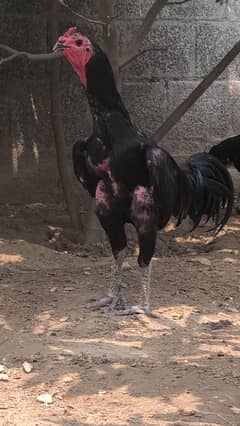 Black eyes thai pair  chicks avaible contact no 03150780516