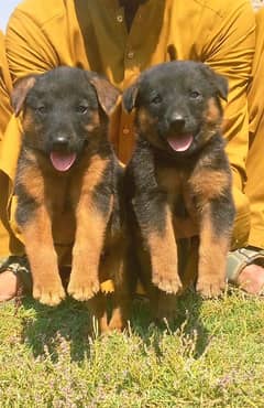 German Shepherd Dabal coat piar for sale