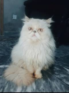 peki / punch  Hamalian Male Cat