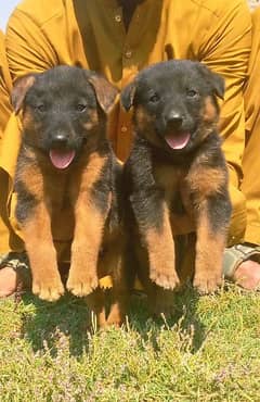 German shepherd long cout pair 2 mahnt for sale