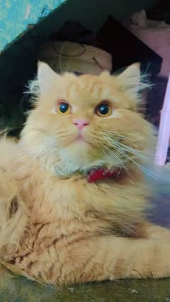 Persian