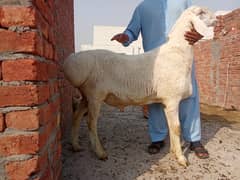 dumba for sall full active and haldi 2 dant ha