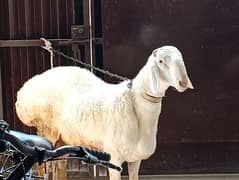 this is a turkey bulkey dumba