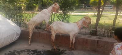 QASAI JOHAR TOWN.    RS. 7000