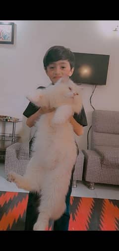 Male cat for matting