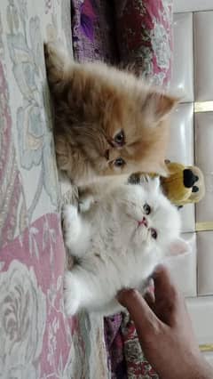 Cat | cat baby | Persian | Blue eyes | ωatsap ʘƷƷƷᴥ୨51୨ᴥʘƷ8 Kro