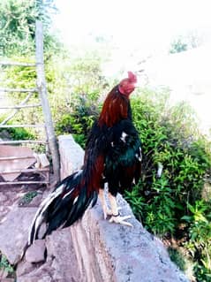 lakha