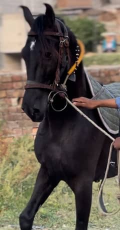 Horse / گھوڑا / mushka Ghora / Desi Horse