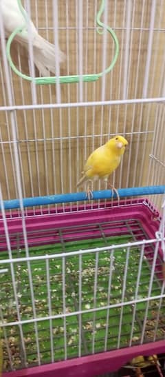 Canary birds pair