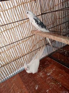 Khan birds