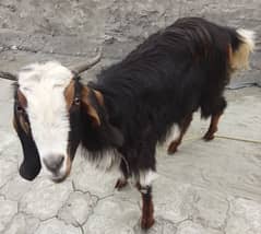 Bakra