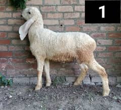 Chatra | Bakra | Kajla Chatra | Dumba | Chaki Dumba 03223394841