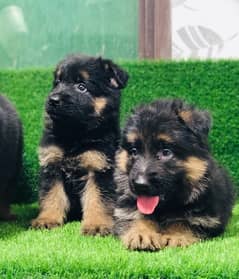 German shepherd Puppies Pedigree