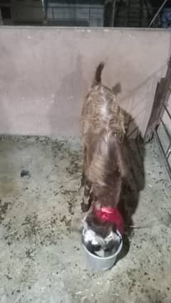 2 goats available for sale