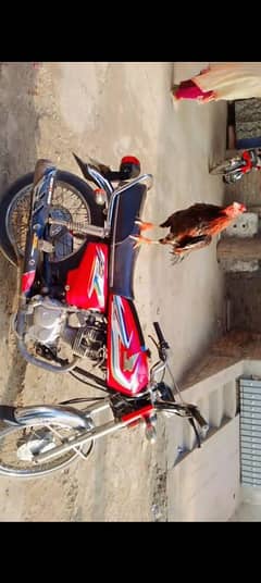 Aseel brand