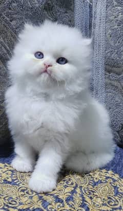 Cat | cat baby | Persian | Blue eyes | ωatsap ʘƷƷƷᴥ୨51୨ʘƷ8 Kro
